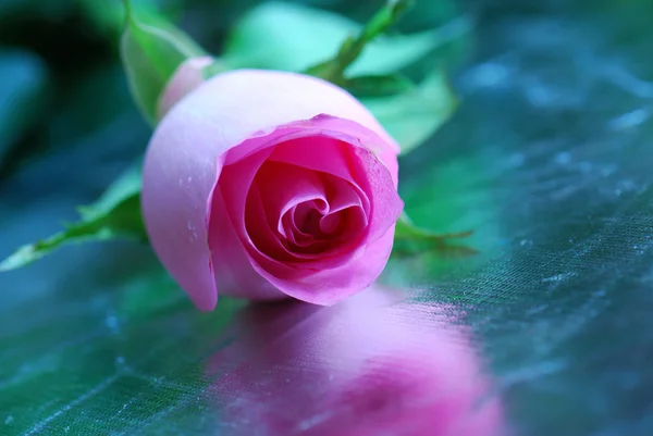 Pink rose op zilveren achtergrond — Stockfoto