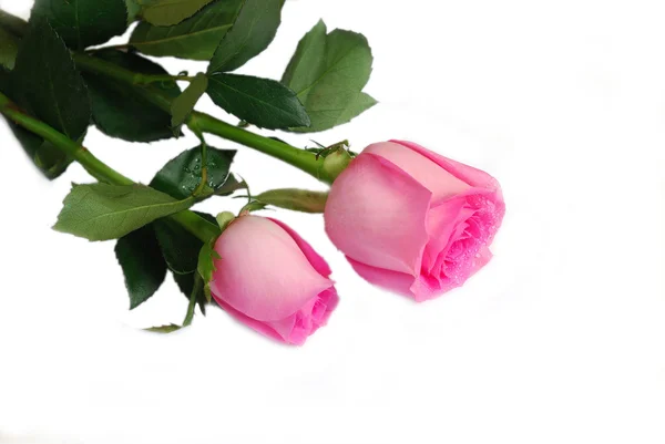 Pink rose on white background — Stock Photo, Image