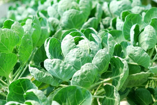 Nahaufnahme von frischem Grünkohl im Gemüsegarten — Stockfoto