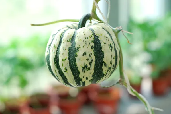 Pumpkin in the greenhouse — Stock Photo, Image