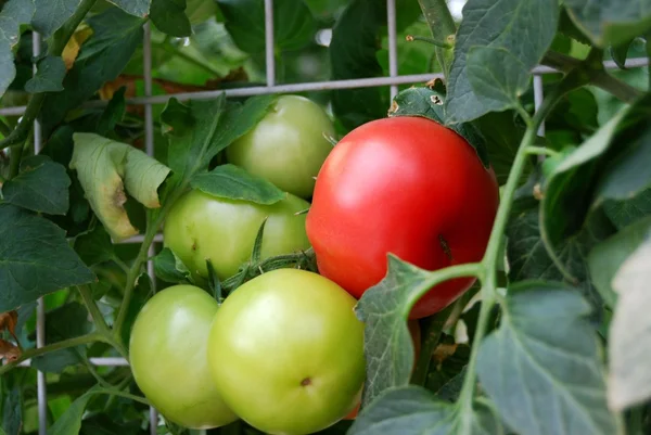 Φρέσκες κόκκινες ντομάτες στο φυτό — Φωτογραφία Αρχείου