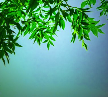 yaprakları arka plan