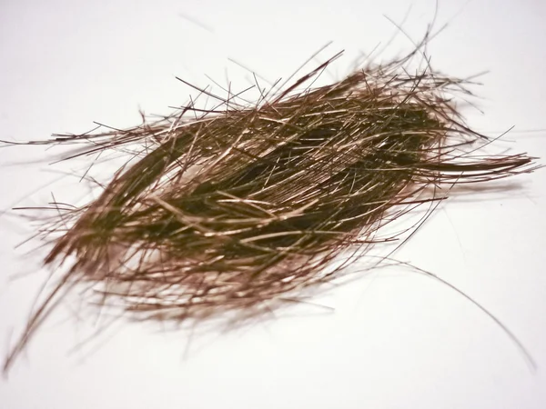 Isoliertes Stück Haar auf weißem Hintergrund — Stockfoto