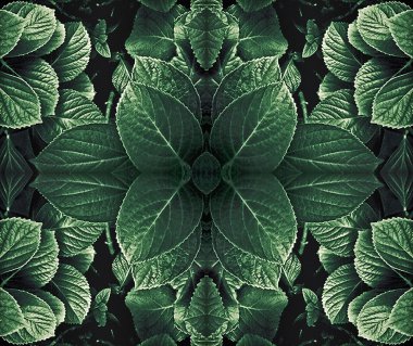 yaprakları kompozisyon