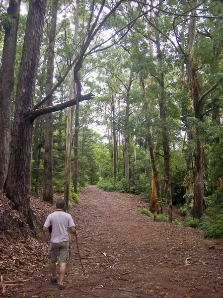 Человек идет по лесной дороге — стоковое фото