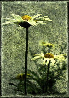 Marguerites