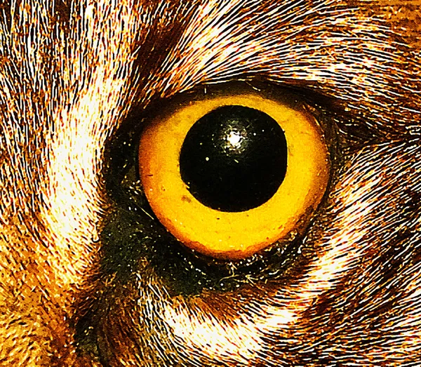 Occhio di gatto selvatico — Foto Stock