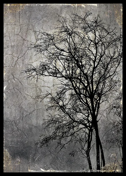Collage natura scura — Foto Stock