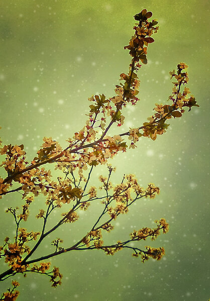 Dreamy Nature Motif Background