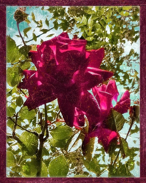 Grunge tarzı çiçek kompozisyon — Stok fotoğraf