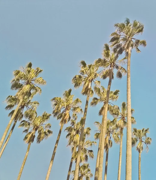 Grupo de palmeiras — Fotografia de Stock