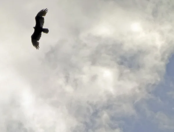 Oiseau solitaire dans le ciel — Photo