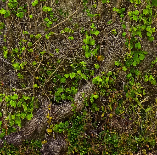 뿌리와 식물 텍스처 — 스톡 사진