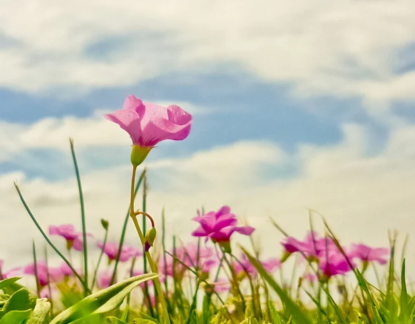 Цветы и небо — стоковое фото