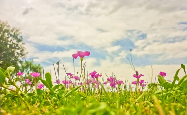 Bloemen en hemel — Stockfoto