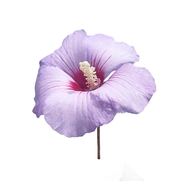Isolierte Blume auf weißem Hintergrund — Stockfoto