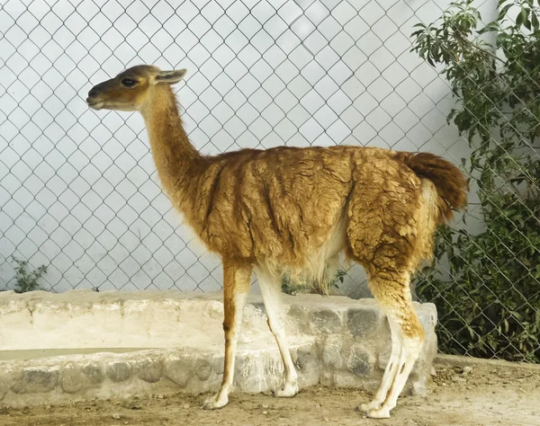 Viñuca in the Zoo — Stock Photo, Image