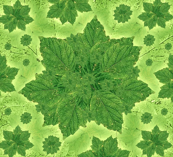 Leaves Pattern — Stock Photo, Image