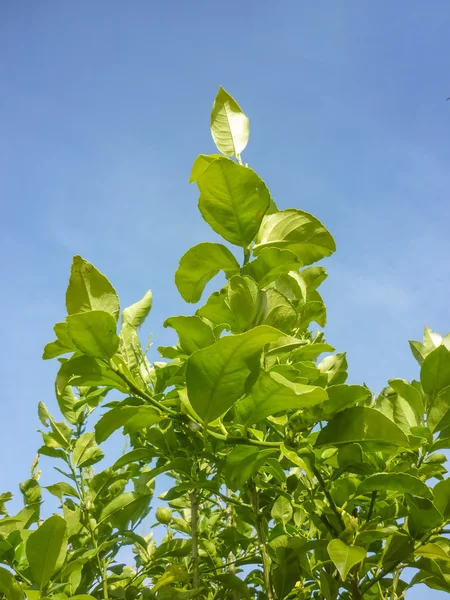 Groene bladeren en blauwe lucht — Stockfoto