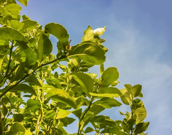 Groene bladeren en blauwe lucht — Stockfoto