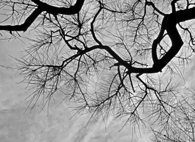 Düşük açılı ağaç dalları ve karanlık gökyüzü arka plan