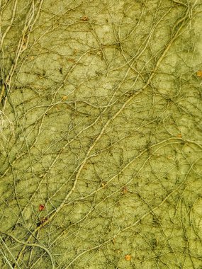 Beton duvar dokusu kökleri