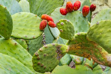 Yakın çekim, kırmızı meyveli büyük ton balığı.