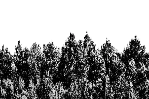 Bosque Blanco Negro Paisaje Gráfico Aislado Blanco — Foto de Stock