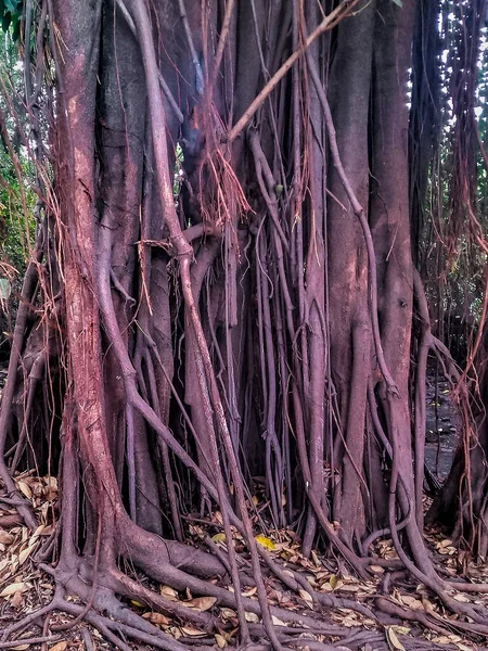 Big Manglar Tree Guayaquil Park Ecuador — Stock Photo, Image