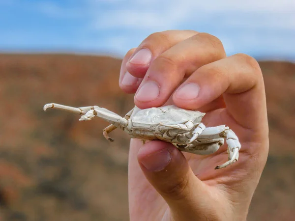 Hand Holding Dead Crab Arid Patagonian Landscape Santa Cruz Argentina — Stock Photo, Image