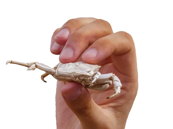 Hand Holding Dead Crab Isolated White Photo — Stock Photo, Image