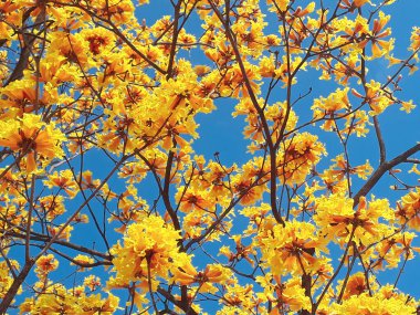 Mavi gökyüzü arkaplanı üzerinde sarı çiçek ağacı