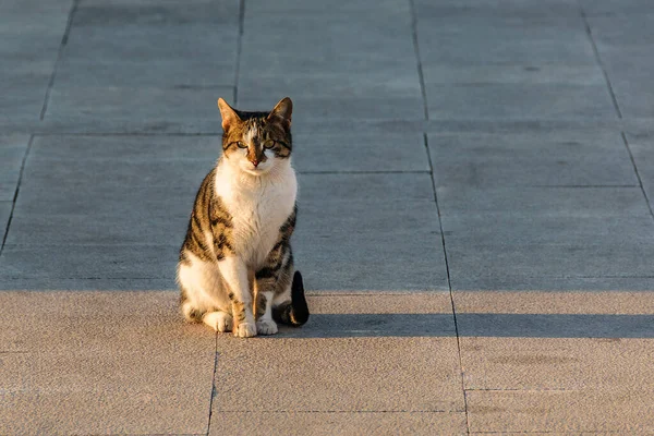 Adult Cat Standing Sidewalk Galaxidi Greece — Fotografia de Stock