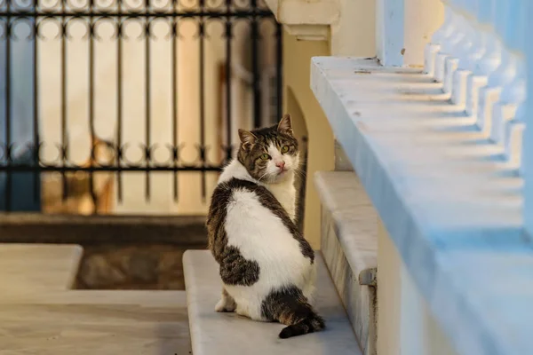 Adult Cat Sit Marble Chair Turning His Head Galaxidi Greece — Fotografia de Stock