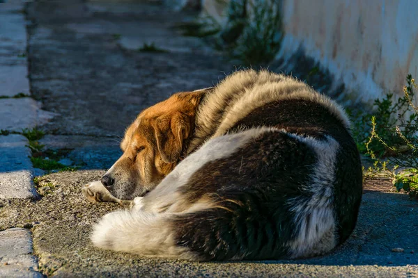 Adult Dog Sleeping Stone Street Galaxidi Greece — Fotografia de Stock