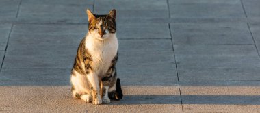 Kaldırımda duran yetişkin kedi, galaksi, yunan