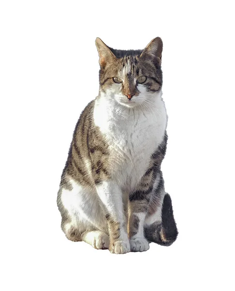 白い写真に隔離された大人の猫 — ストック写真