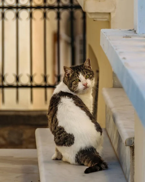 Adult Cat Sit Marble Chair Turning His Head Galaxidi Greece — Fotografia de Stock