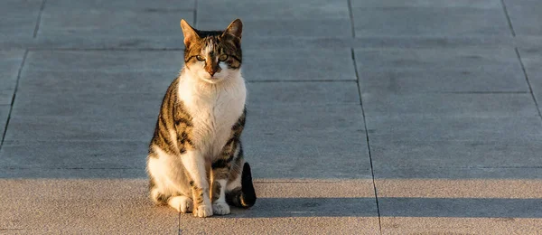 Adult Cat Standing Sidewalk Galaxidi Greece — Fotografia de Stock