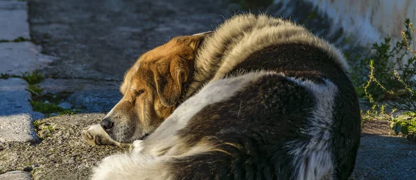 Erwachsener Hund Schläft Über Steinstraße Galaxidi Griechenland — Stockfoto