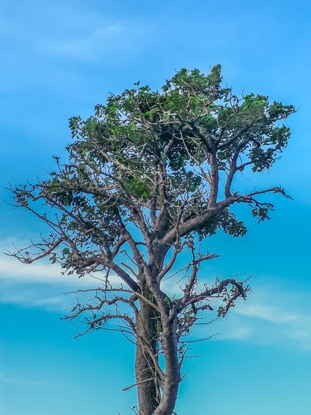 Pandangan Jauh Depan Pohon Besar Atas Latar Belakang Langit Biru — Stok Foto