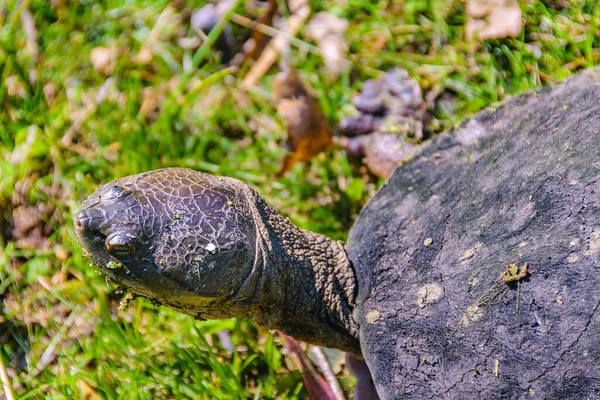 Kleine Schildpadden Buurt Van Het Meer Grutas Del Palacio Flores — Stockfoto