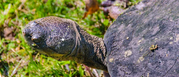 Kleine Schildkröten Der Nähe Des Sees Grutas Del Palacio Flores — Stockfoto
