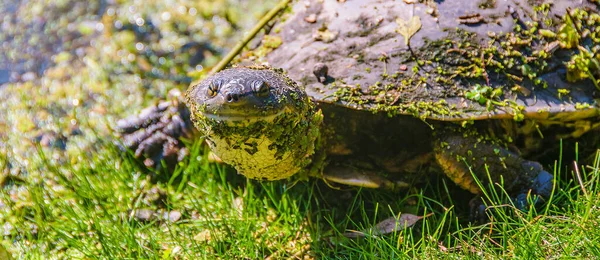 Tortuga Pequeña Alto Ángulo Grutas Del Palacio Departamento Flores Uruguay — Foto de Stock