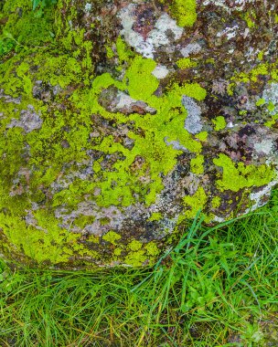 Yosun dokusu detay görüntüsü, Grutas del Palacio Flores Bölümü, Uruguay 'da bulunan eşsiz bir geopark.