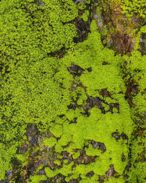 Moss Textura Detalle Vista Grutas Del Palacio Geoparque Único Ubicado — Foto de Stock