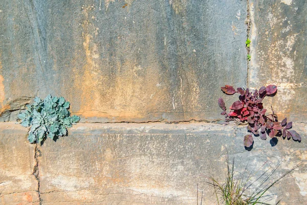 Plantes Colorées Grande Colonne Sanctuaire Delphes Phocis Grec — Photo
