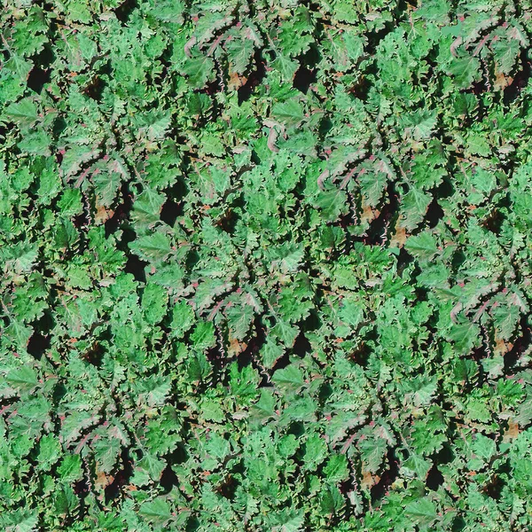 Botanisk Motiv Grønne Planter Sømløs Mønsterbakgrunn – stockfoto