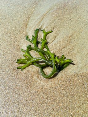 Kumsaldaki deniz yosunları, Punta del este, uruguay