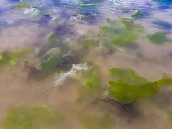 ビーチの海岸 プンタ エステ ウルグアイで藻を間近で見る — ストック写真